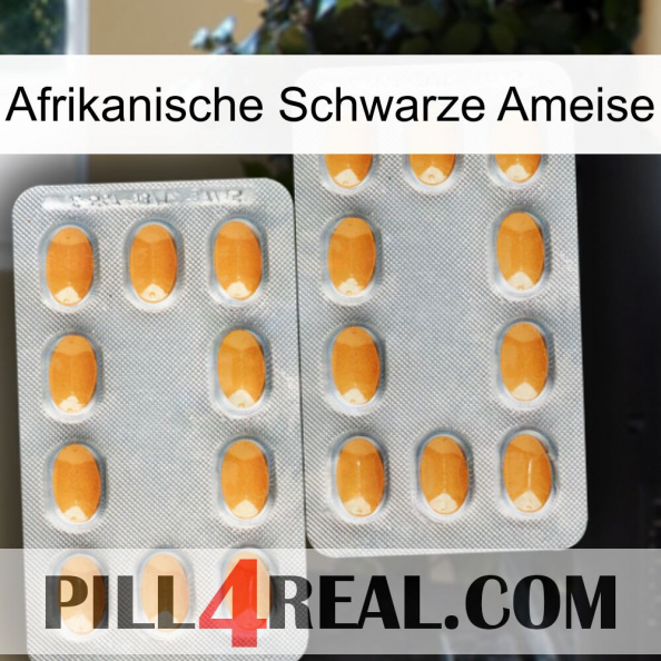 African Black Ant cialis4.jpg